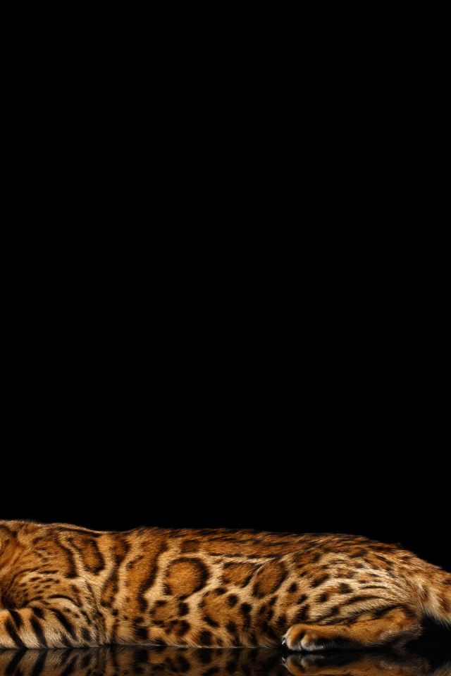 Бенгальская кошка на черном фоне