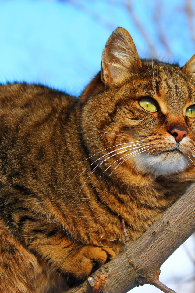 Большой красивый серый кот на дереве