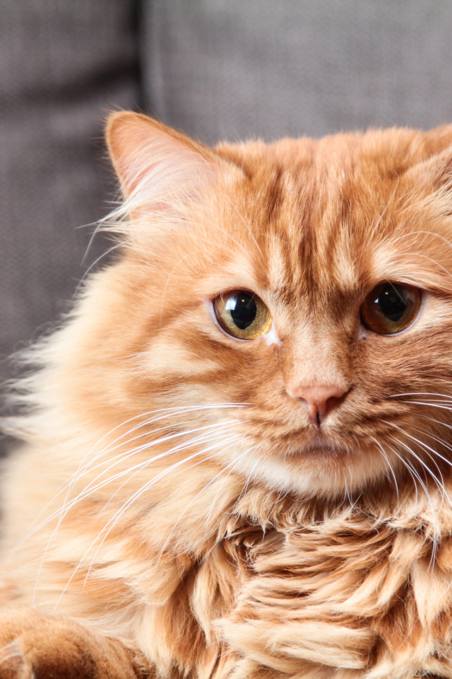 Большой пушистый рыжий кот 