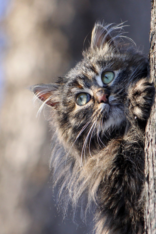 Большой серый кот висит на дереве 