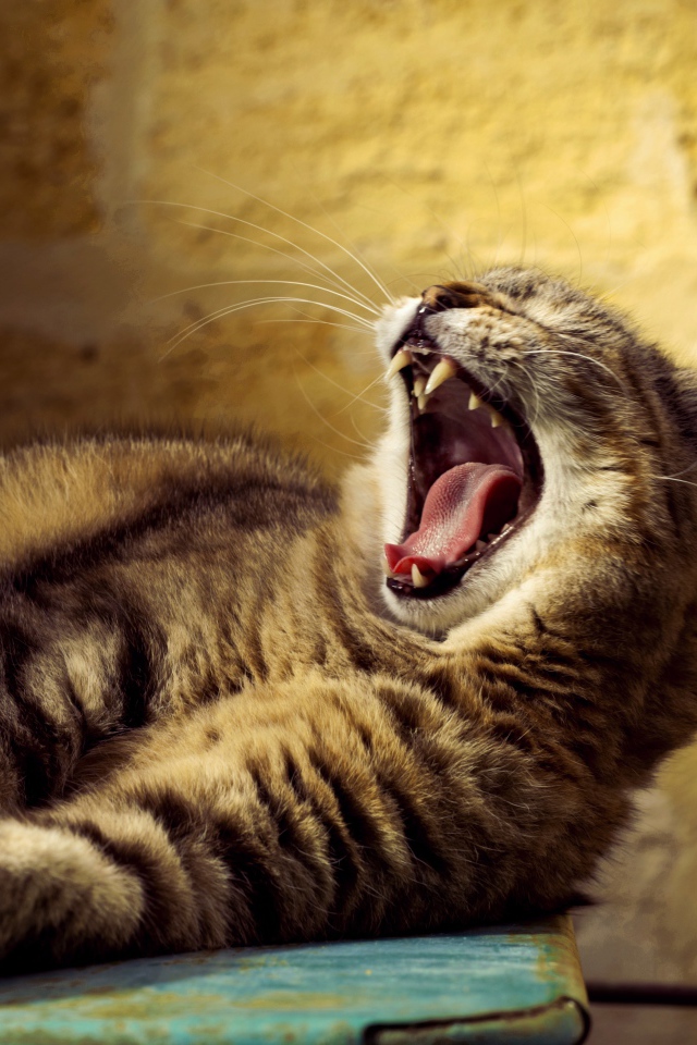 Большой серый кот зевает 