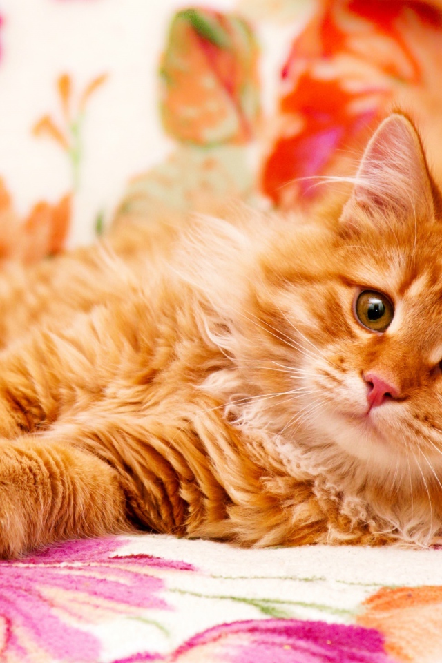 Большой рыжий кот лежит на кровати