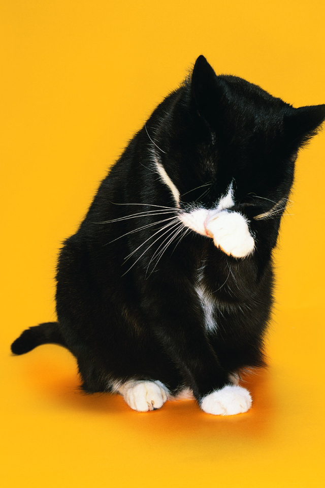 Black and white cat washes on a yellow background