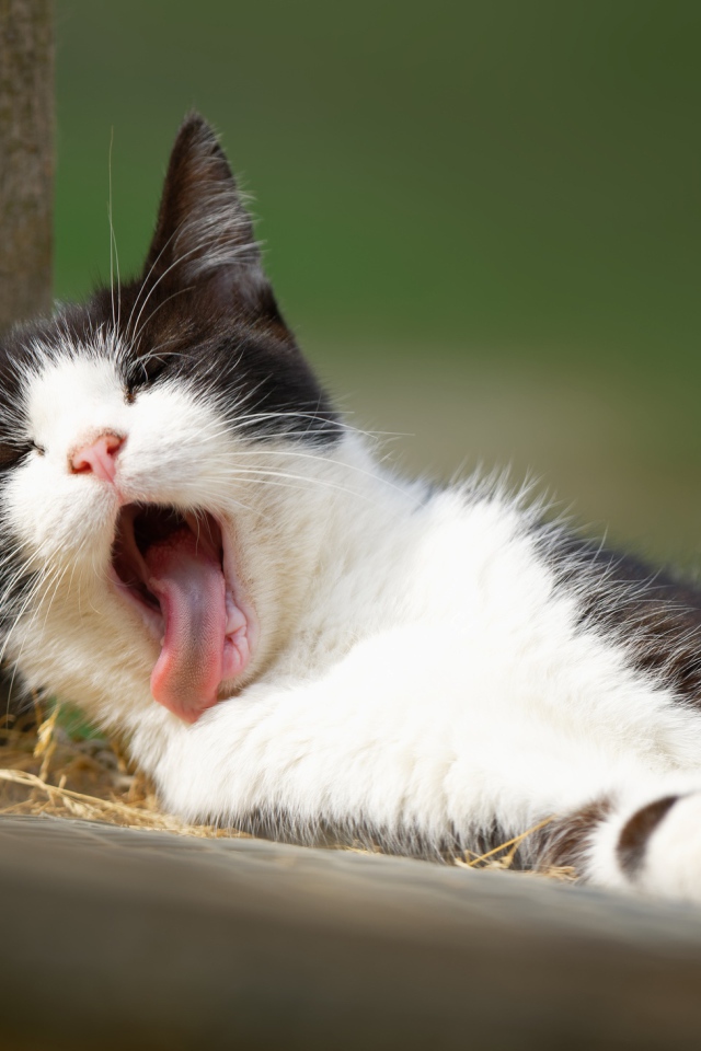 Черно белый кот зевает с высунутым языком