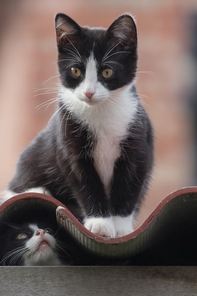 Черно белые коты на крыше 