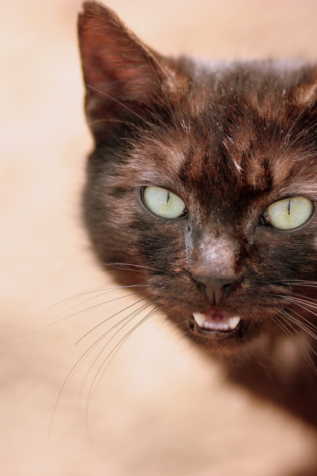 Черный кот мяукает 