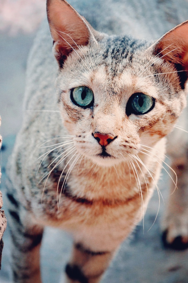 Голубоглазая серая кошка с грустным взглядом