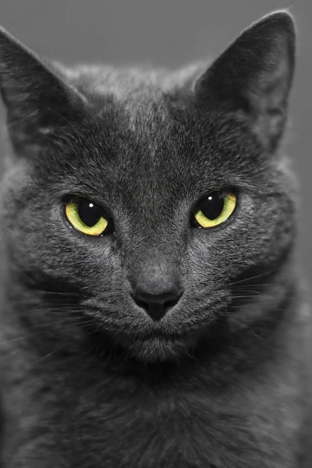 Британский кот на сером фоне