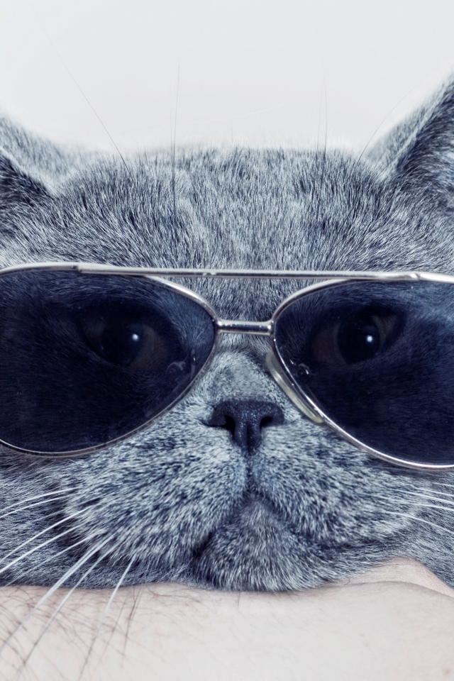 Британский кот в очках