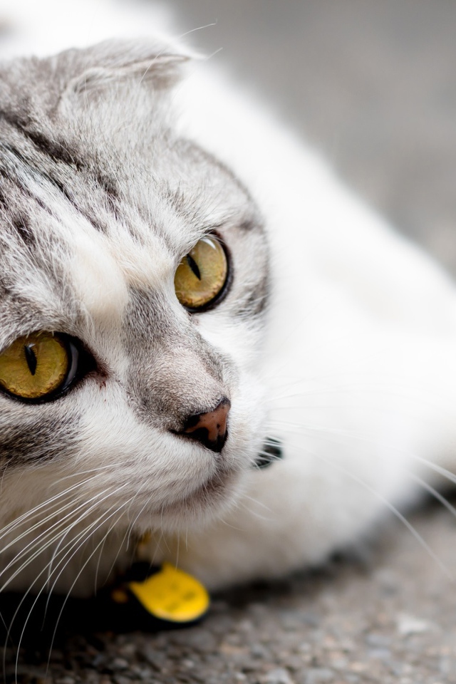 Британский вислоухий кот лежит на асфальте 