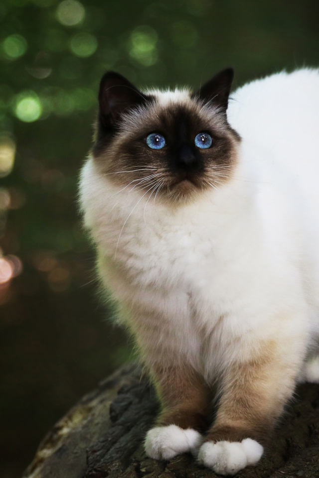 Бирманская кошка с голубыми глазами на дереве 