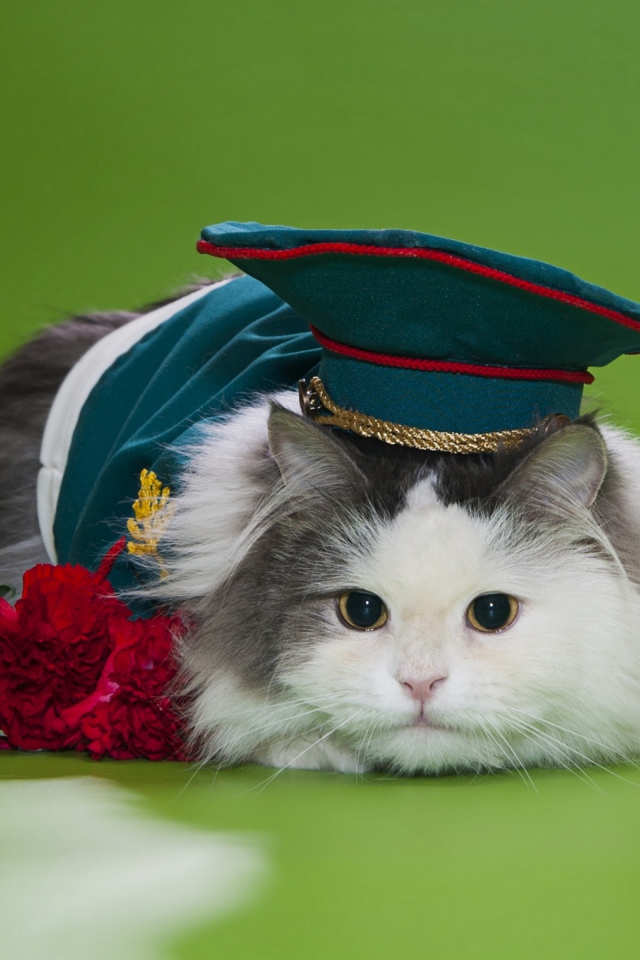 Кот в военной фуражке с красными гвоздиками