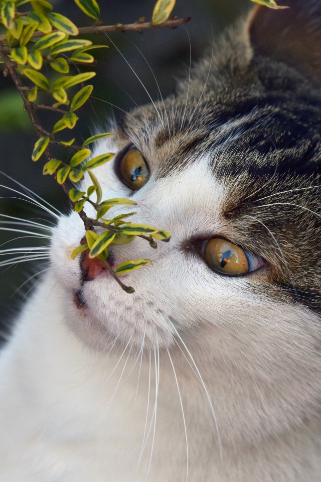 Кот с веткой з мелкими зелеными листьями