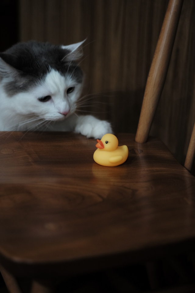 Кот с желтой резиновой уточкой на стуле