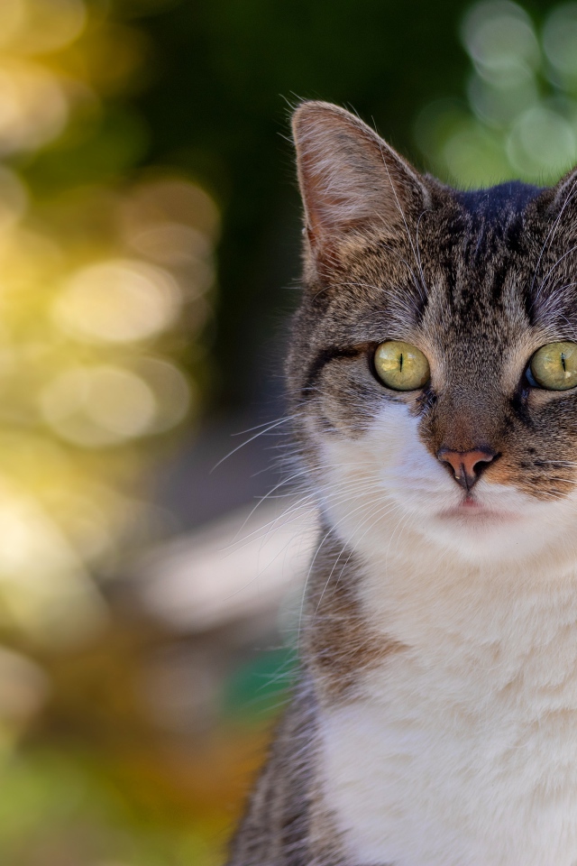 Любопытный взгляд зеленоглазого серого с белым кота