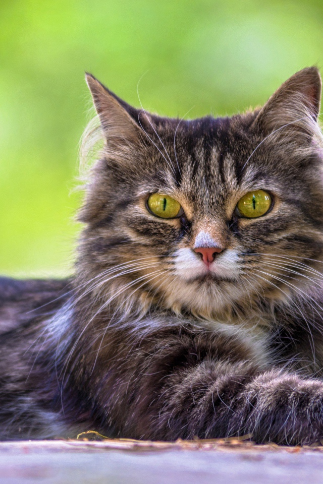 Недовольный серый кот с желтыми глазами 