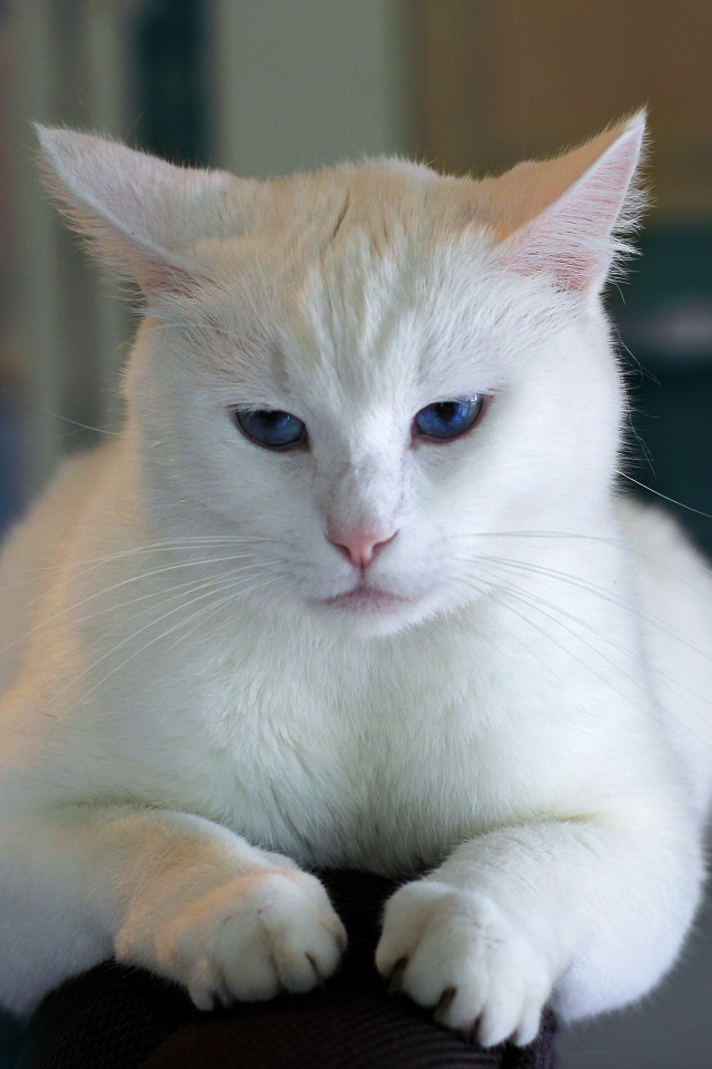 Недовольный голубоглазый белый кот 