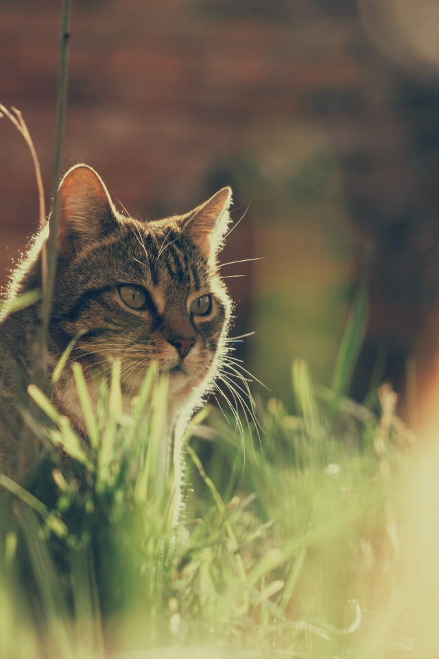 Недовольный серый кот в траве