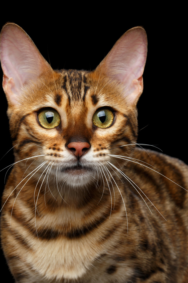 Дорогая Бенгальская кошка на черном фоне