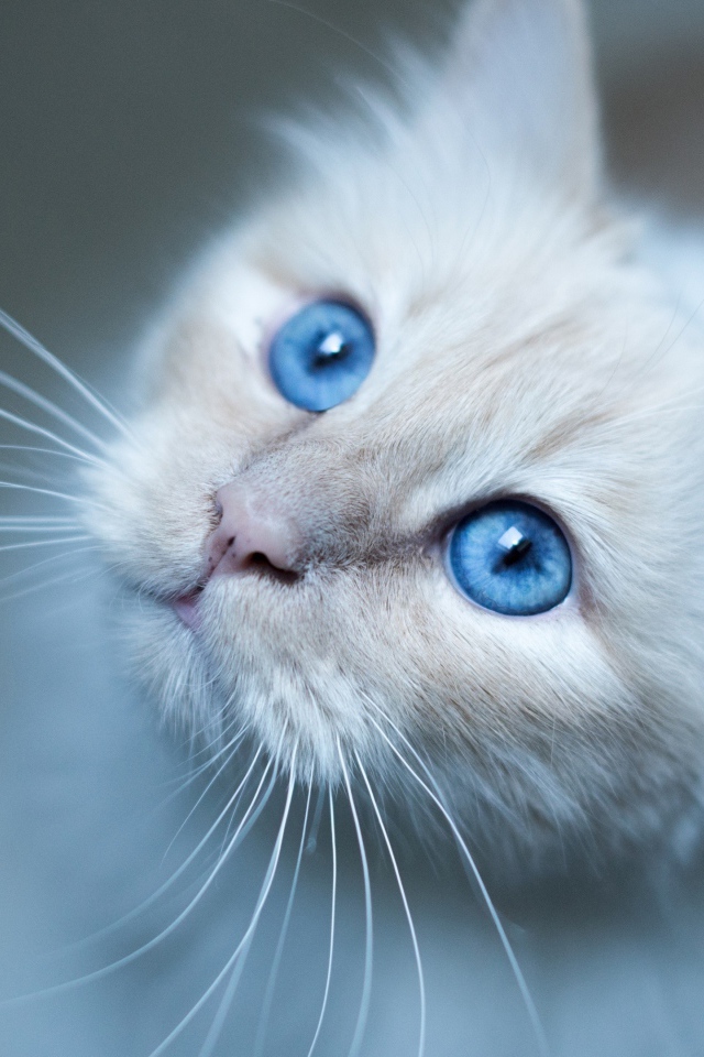 Выразительный взгляд красивой голубоглазой кошки