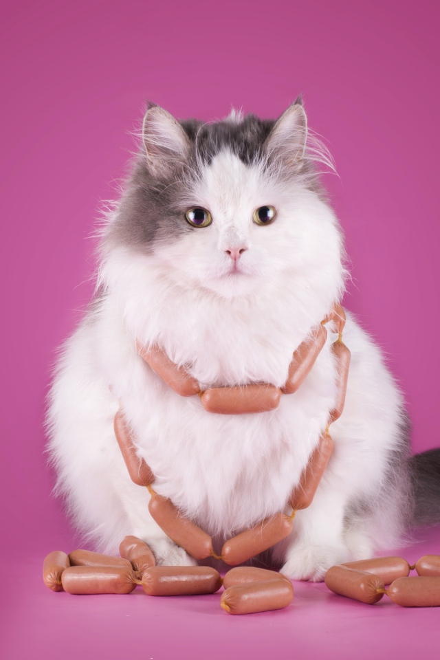 Пушистый кот с сосисками на розовом фоне