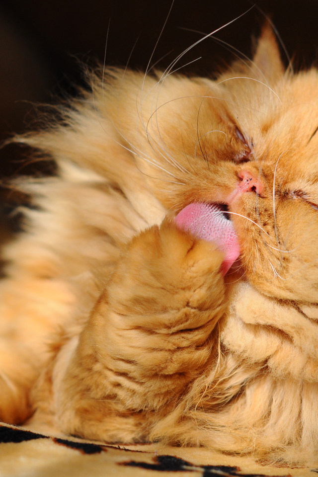 Пушистый рыжий персидский кот облизывает лапу