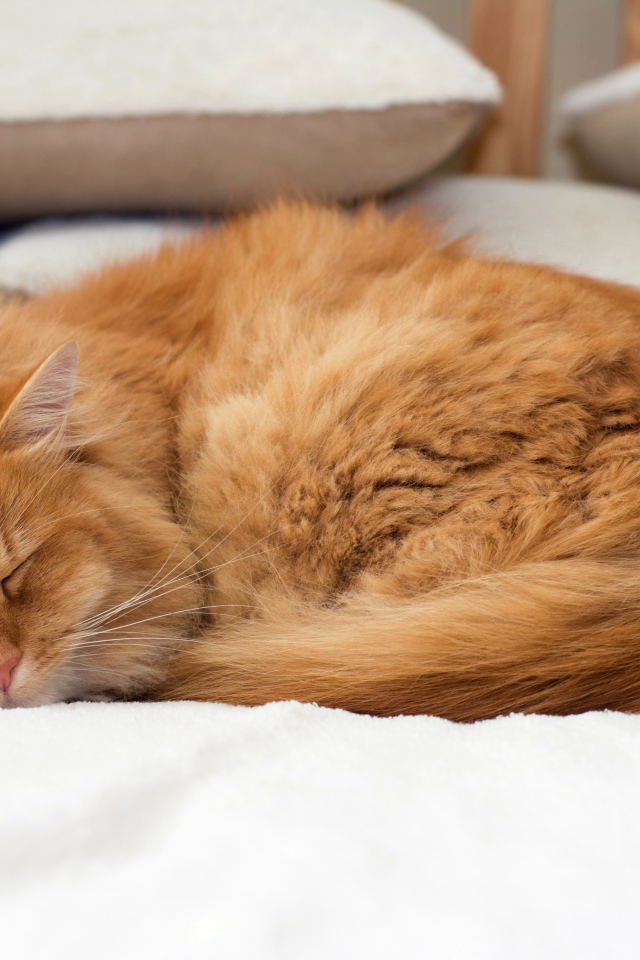 Пушистый рыжий кот спит на кровати 