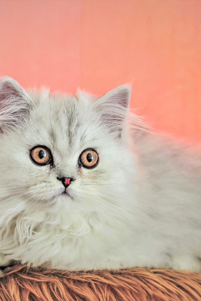 Пушистый белый персидский котенок на розовом фоне