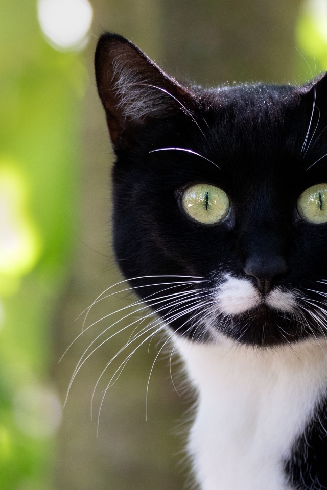 Испуганный черно белый кот с длинными усами 