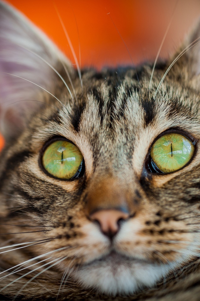 Забавная морда серого зеленоглазого кота