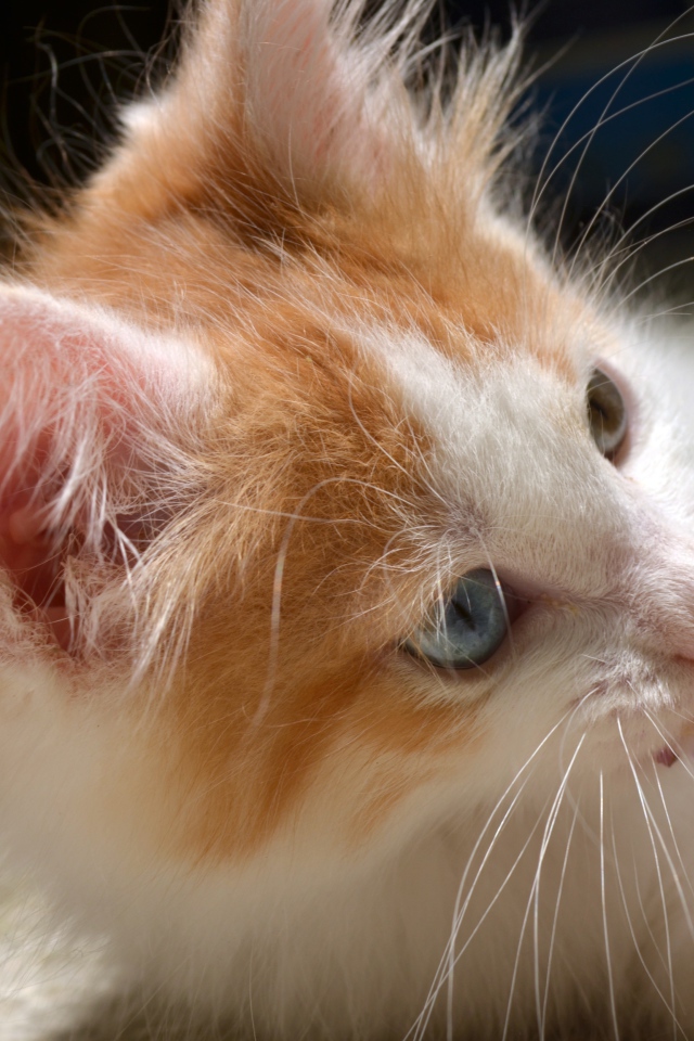 Забавный маленький пушистый рыжий с белым котенок с голубыми глазами