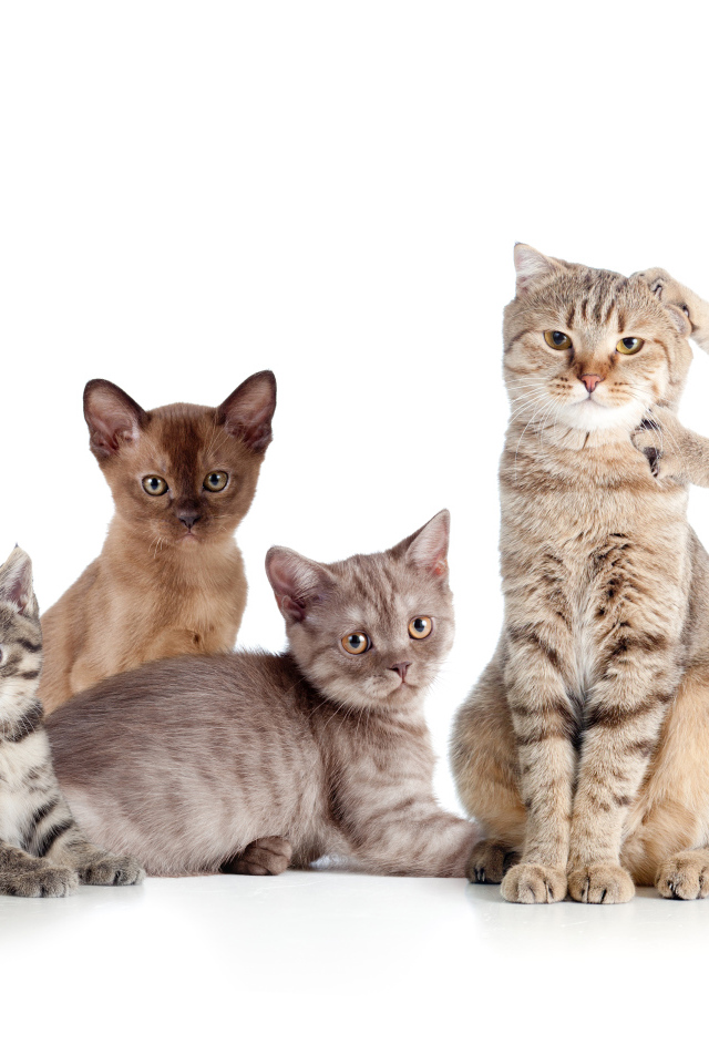 Забавные маленькие котята на белом фоне