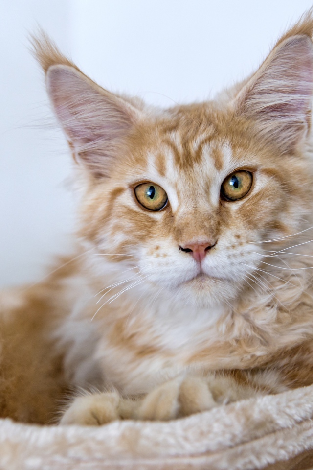 Пушистый рыжий кот породы мейн кун