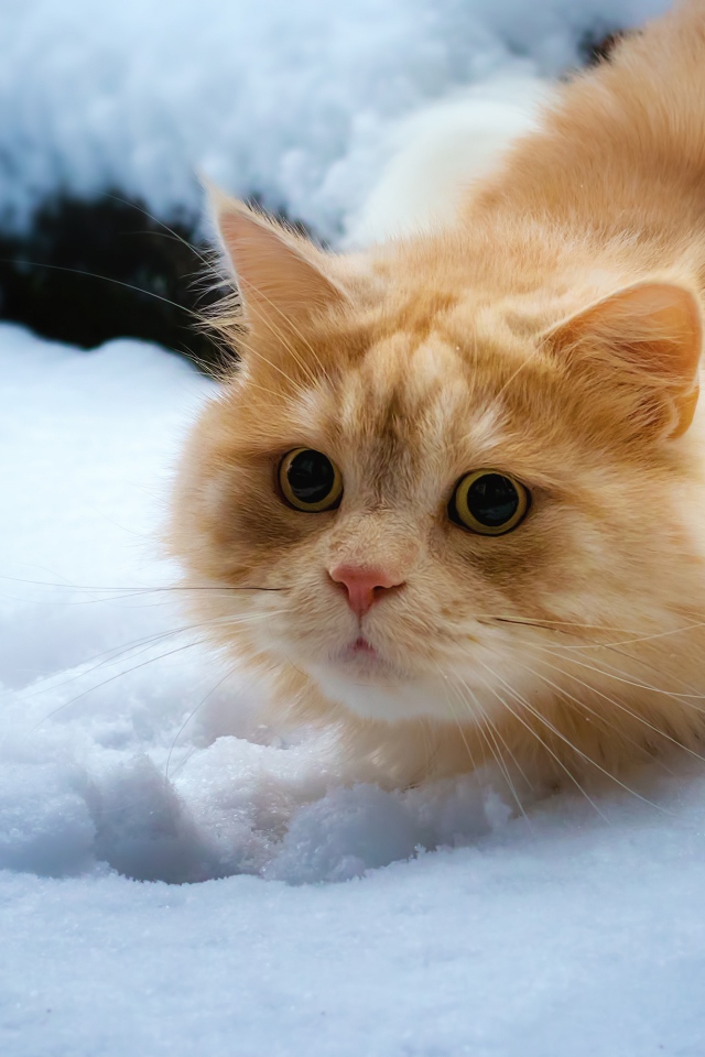 Пушистый рыжий кот лежит на снегу 