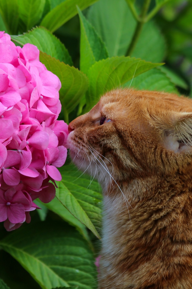 Рыжий кот нюхает розовый цветок гортензии