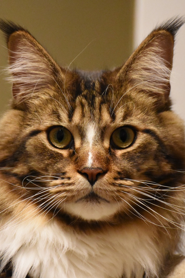 Серый красивый кот мейн кун крупным планом 