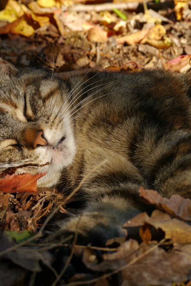 Серый красивый кот спит на желтой опавшей листве