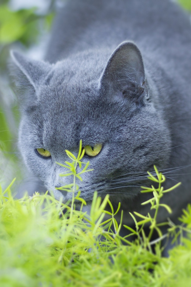 Серый кот британец ест зеленую траву