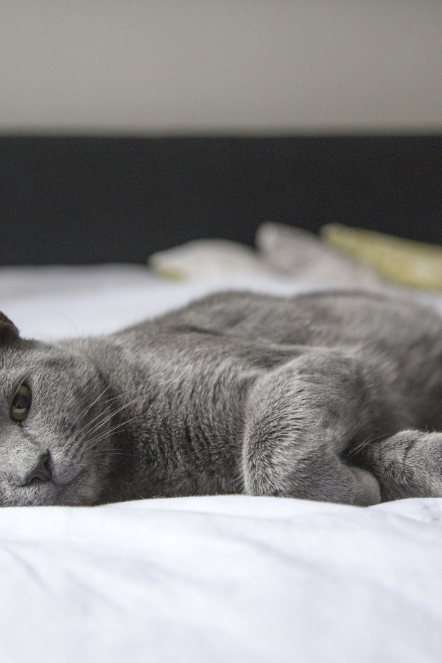 Серый кот спит на белой постели