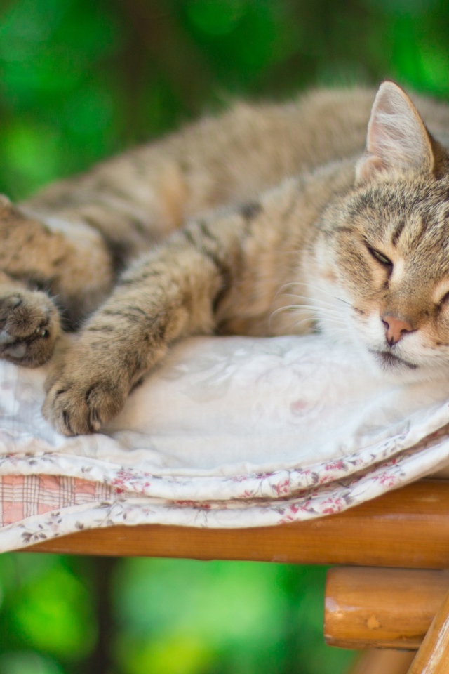 Серый кот спит на лавке