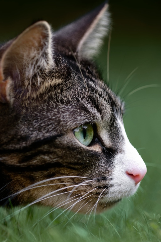 Серый кот охотится в зеленой траве 