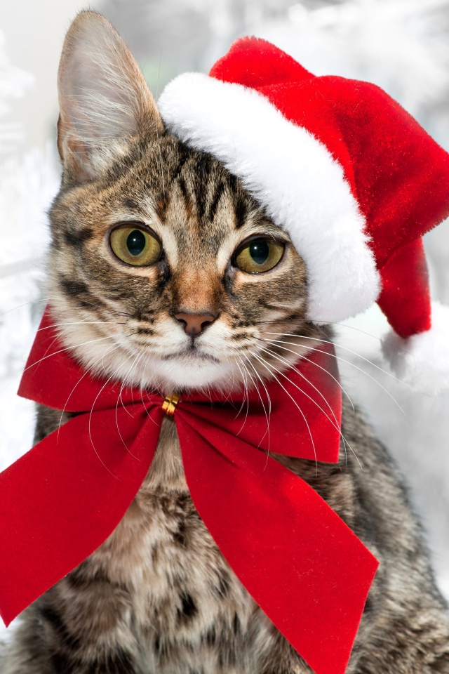 Серый кот в новогодней шапке с красным бантом