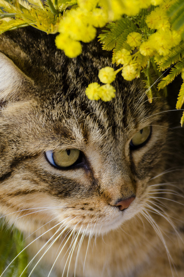 Серый кот в ветках мимозы