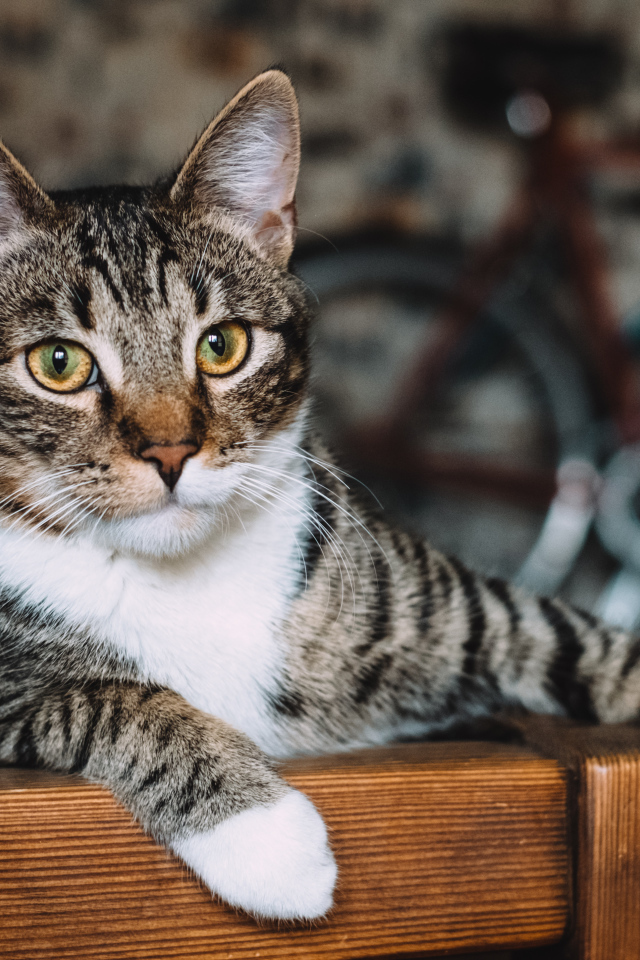 Серый кот лежит возле ноутбука 