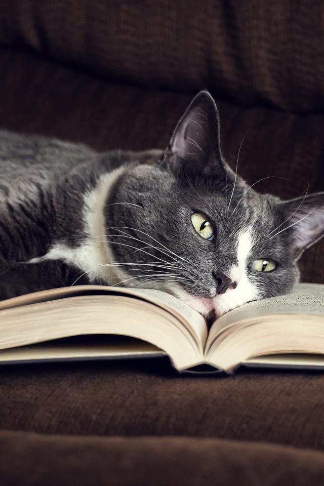 Серый кот лежит на книге на диване