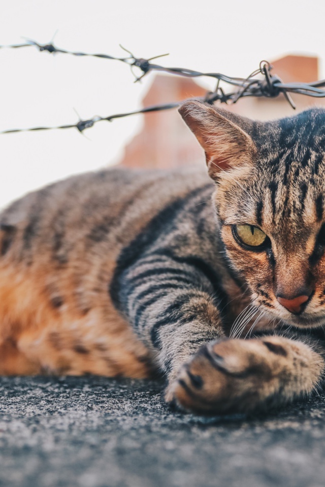 Серый кот лежит под колючей проволокой