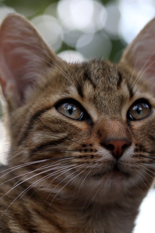 Серый кот дремлет на дереве