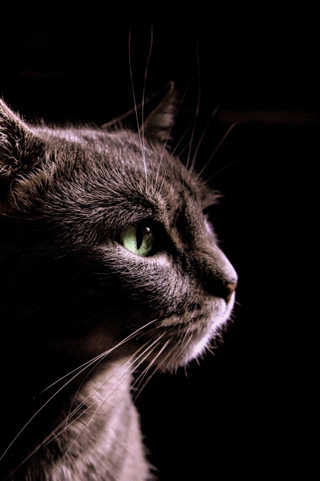 Серый кот на черном фоне, вид сбоку