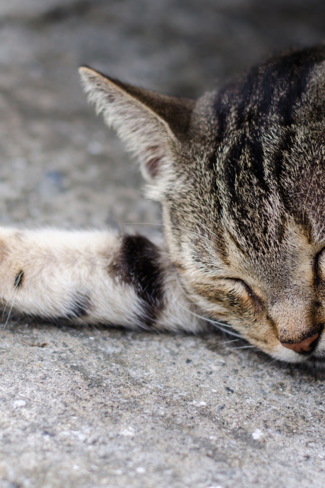 Спящий серый кот на асфальте