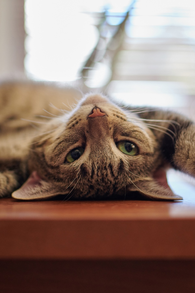 Серый кот с зелеными глазами лежит на столе